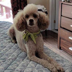 Meet your Posher, Joanne